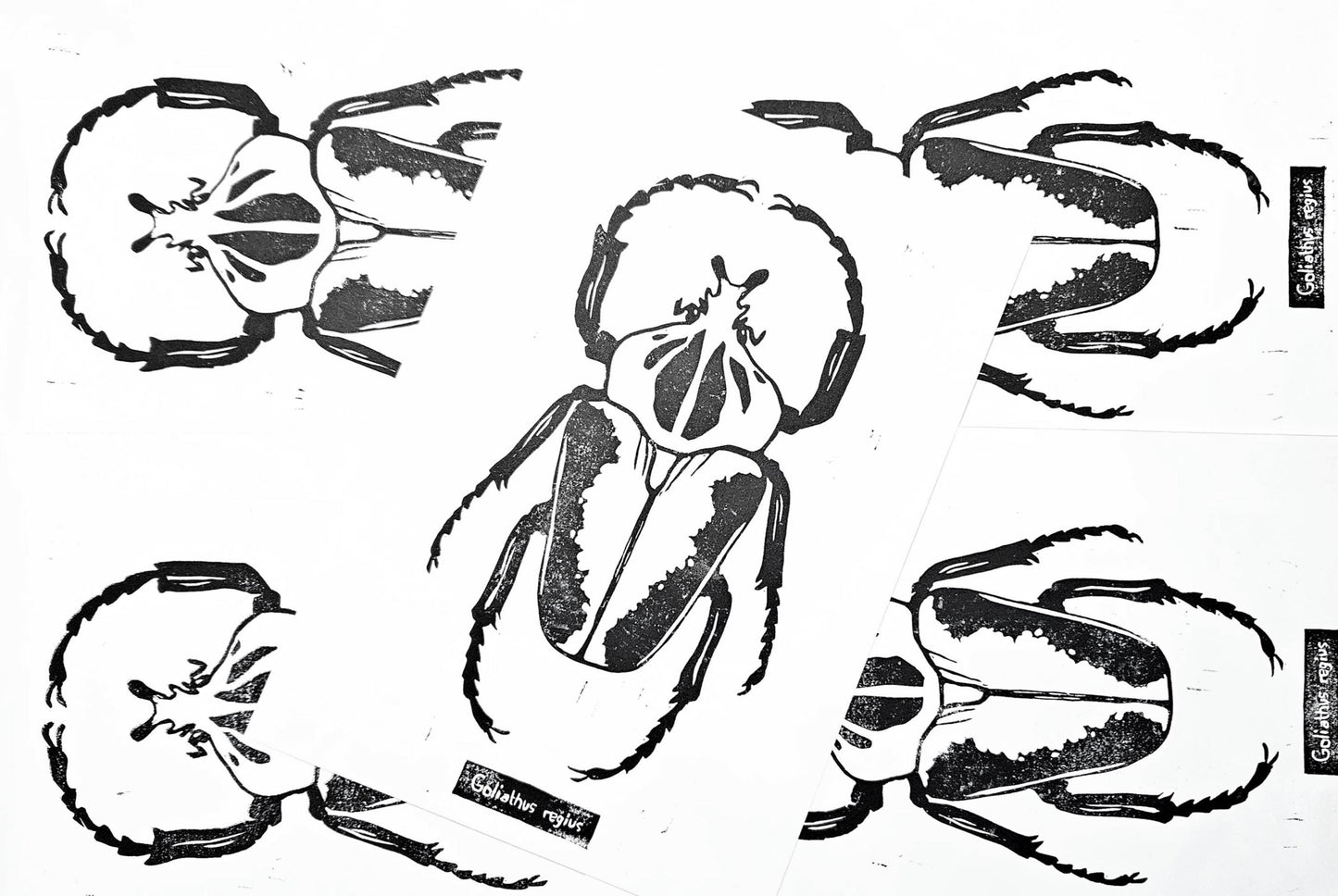 Linogravure scarabée goliathus orientalis - édition limitée 50 exemplaires - insecte illustration affiche décoration cadeau - tirage d'art