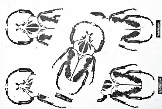 Linogravure scarabée goliathus orientalis - édition limitée 50 exemplaires - insecte illustration affiche décoration cadeau - tirage d'art